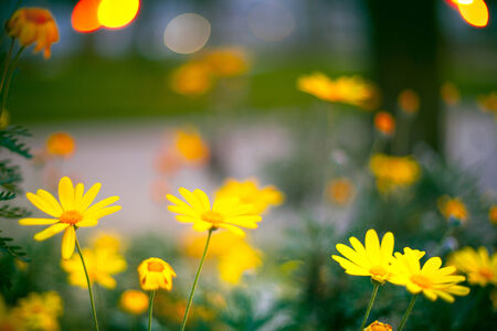 yellow flowers at sunset in Coimbra, Portugal
