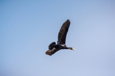 The Curonian Spit, the flying heron ( Lithuania)の写真素材