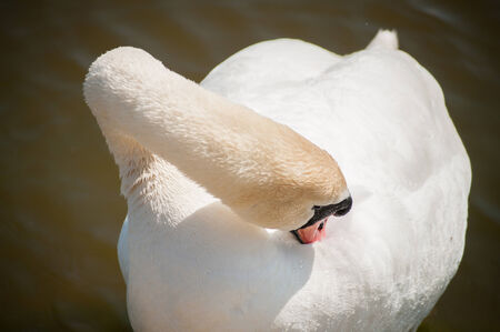 The swans on the waterfront Juodkrante (Lithuania)の写真素材
