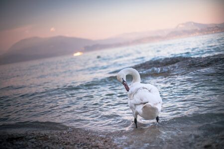 swan near Sirmione, Garda lake, Northen Italyの写真素材