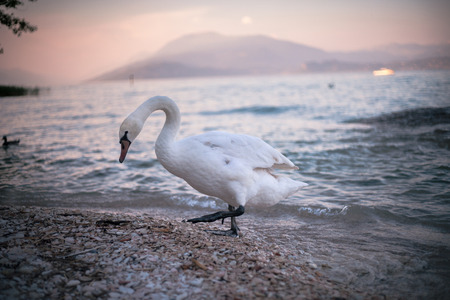 swan near Sirmione, Garda lake, Northen Italyの写真素材
