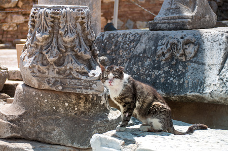 Ephesus was an ancient Greek city on the coast of Ioniaの写真素材