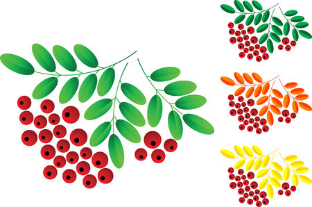 Red rowan berries set, isolated. illustrationのイラスト素材