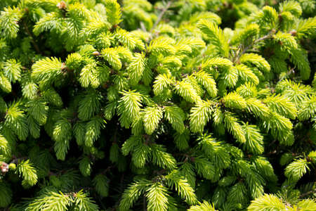 A background of a green Fir tree