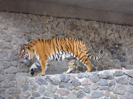 Siberian tiger walking