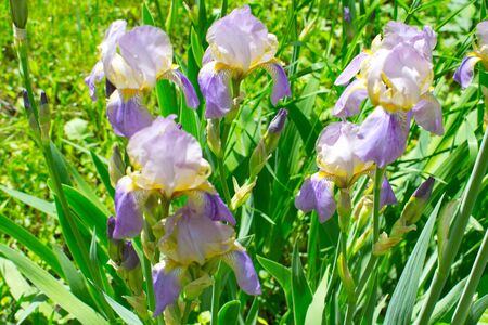 Close-up of a beautiful iris flowers in early summerの写真素材