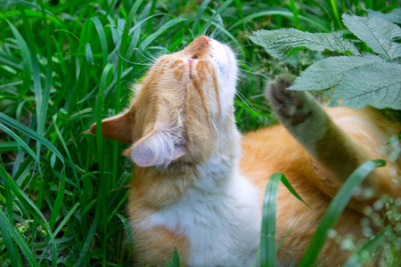Red cat resting on the green grassの写真素材