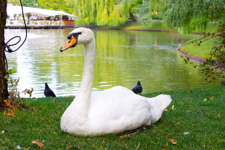 White swan on the green grassの写真素材