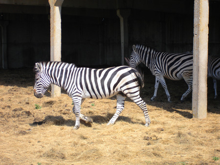 The zebra pasturing in the national park Askania-Nova.の写真素材