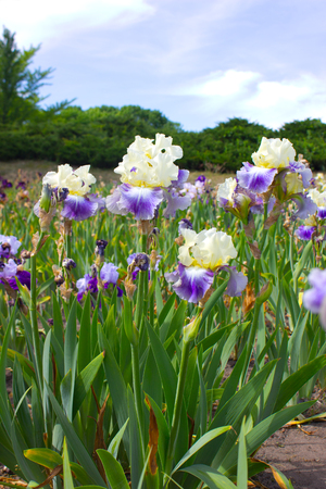 Close-up of a beautiful iris flowers in early summerの写真素材
