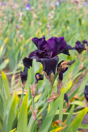 Close-up of a beautiful iris flowers in early summerの写真素材
