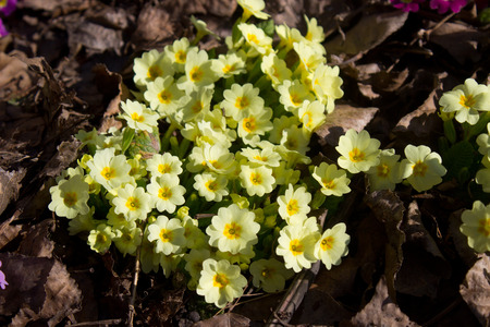 Perennial primrose or primula in the spring garden.の写真素材