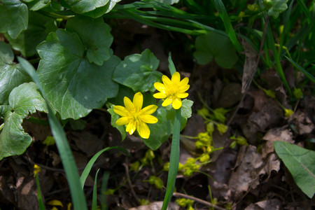 Ranunculus acris (meadow buttercup, tall buttercup, common buttercup, giant buttercup) beautiful yellow flowerの写真素材
