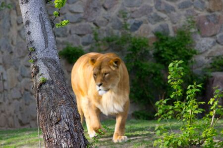 Lioness walking on a summer day. Wild animalの写真素材
