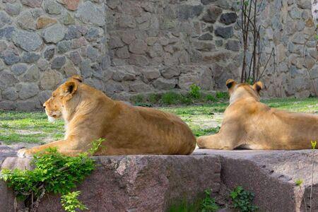 Lioness resting lying on a rock. Wild animal