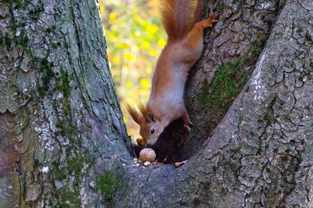 Red squirrel in the autumn parkの写真素材