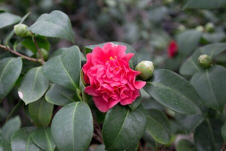 Camellia flower blooming on the springtime in parkの写真素材