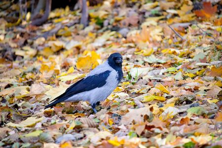 Crow bird in the autumn parkの写真素材
