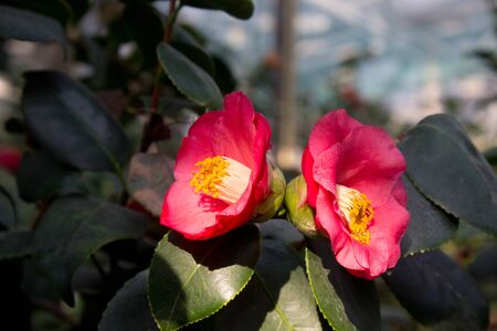 Camellia flower blooming on the springtime in parkの写真素材