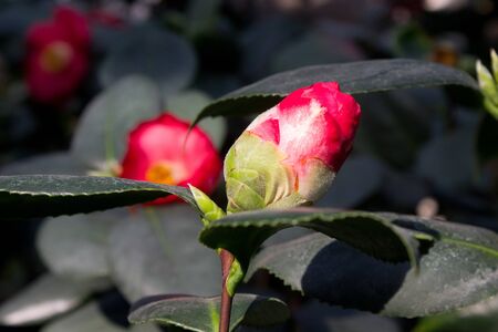 Camellia flower blooming on the springtime in parkの写真素材