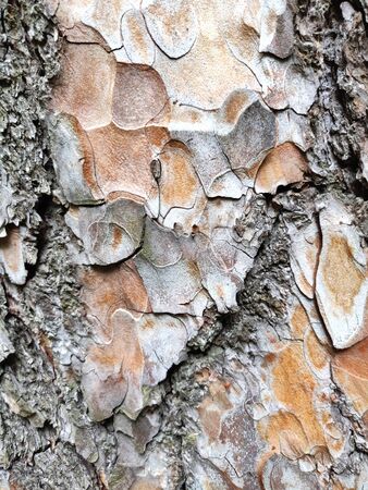 Textured bark of a tree. Wooden texture