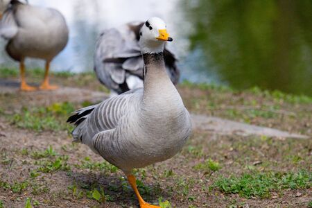 Wild goose standing on ground in the countryside