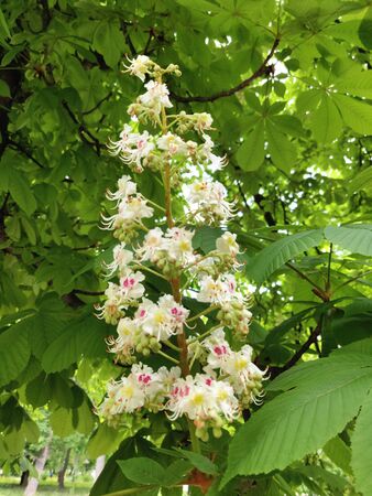 Foliage and flowers of horse-chestnut at spring time, tree blossomの写真素材