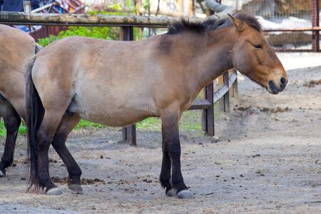 Przewalski wild horse, Przewalski`s horse Equus przewalskii, Dzungarian horse or Equus ferus przewalskii also called the Mongolian wild horse, is a rare and endangered horseの写真素材