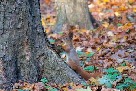 Red squirrel in the autumn parkの写真素材
