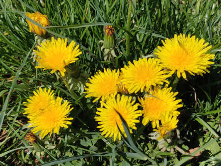 Dandelion flower in meadow in the springtime