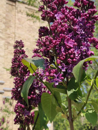Lilac blossoms on the springtime in park