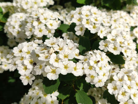 Blossom white Spiraea (Meadowsweet) flowers in garden