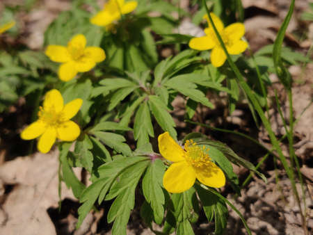 Yellow anemone ranunculoides flowers. Spring blossom.