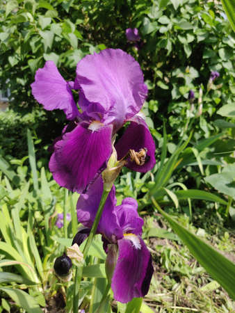 Close-up of a beautiful iris flowers in early summer