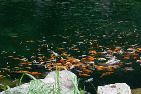 Koi carp fish swimming in pond. Chinese brocaded carp.の写真素材