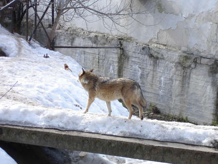Gray wolf on a winter day. Wild animal