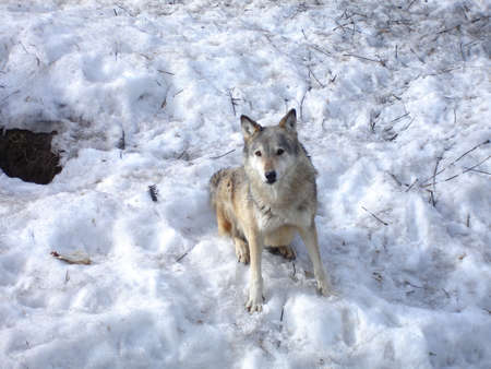 Gray wolf resting on a winter day. Wild animal