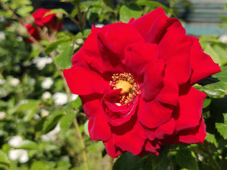blooming red rose in a garden