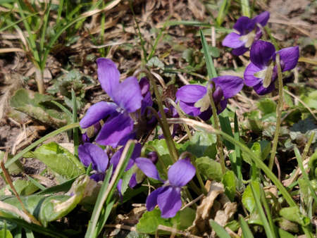 Violet flower blossom in springtime