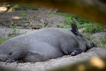 The wild boar, also known as the wild swineの写真素材