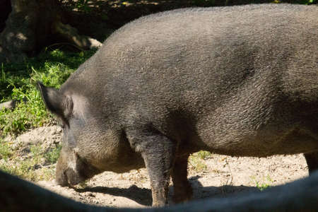 wild boar, also known as the wild swine