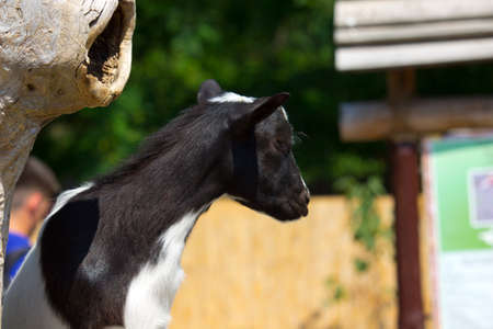 Domestic goat in a summer day. Domestic animalの写真素材