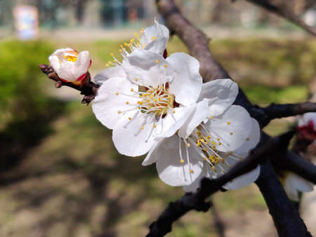 Apricot blossom flowers on the branch in springtimeの写真素材
