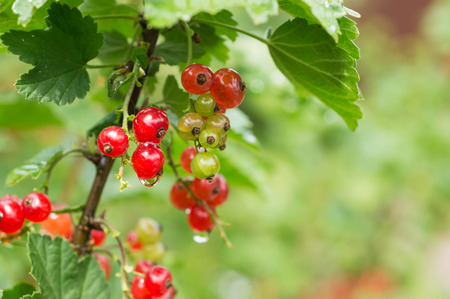 Berries of red currant on a branch after a rain