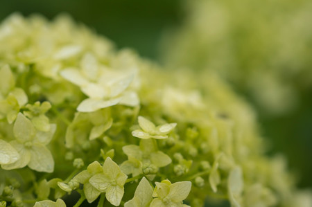 Hydrangea flowers with water drops after a rainの写真素材