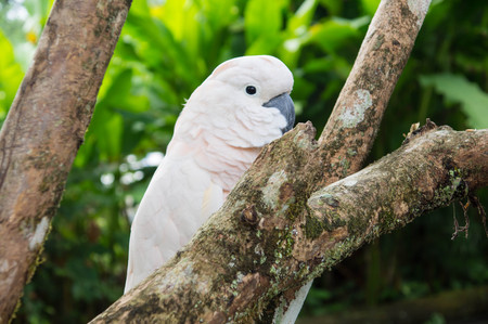 Big white parrot on a tree branch close upの写真素材