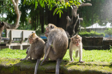 Family of monkeys in forest park