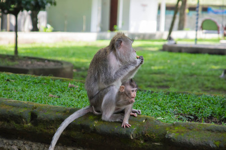 The family of monkeys chewing nuts in park