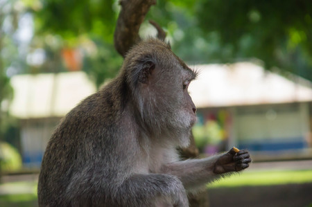The sitting monkey looks at a nut