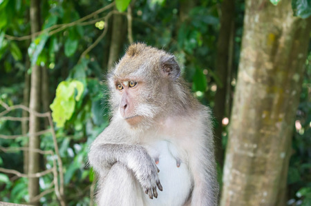 Sad monkey in forest park close up